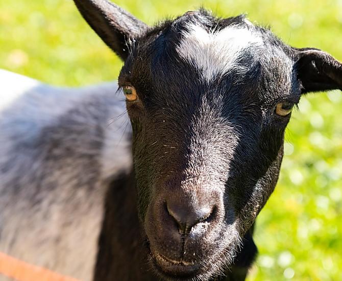 Anche le nostre pecore sono al pascolo insieme alla capra