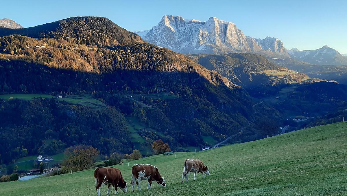 Pascolo autunnale