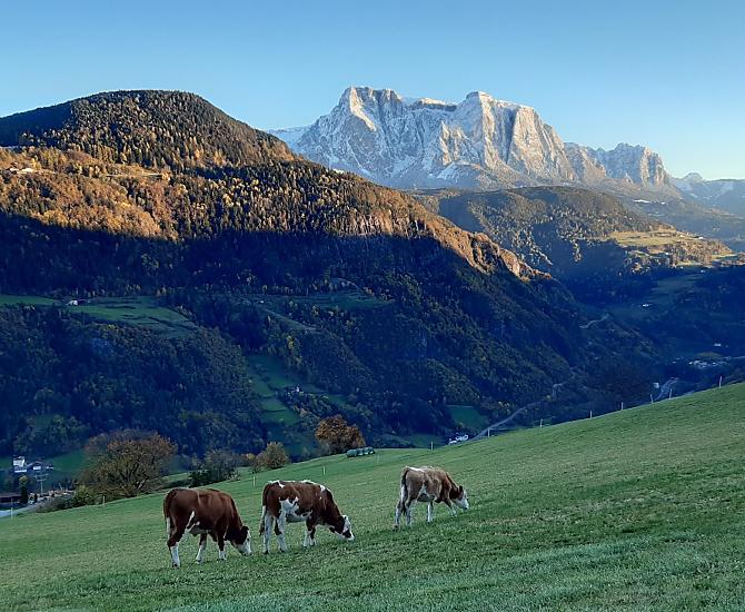 Pascolo autunnale