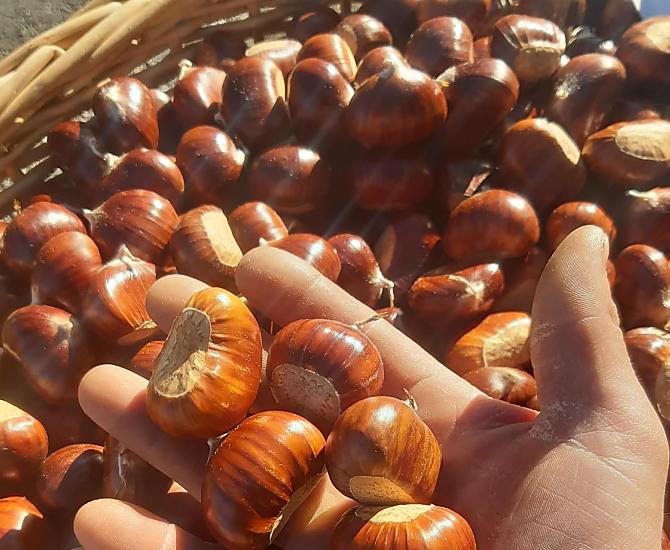 Nel mese di ottobre ci sono le famose castagne di Barbiano