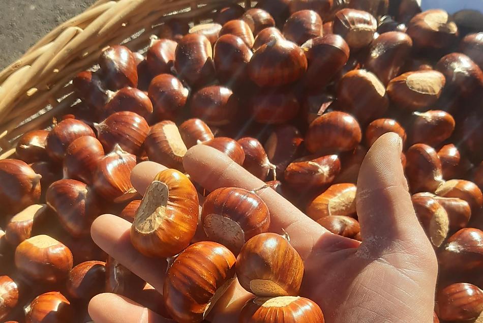Nel mese di ottobre ci sono le famose castagne di Barbiano