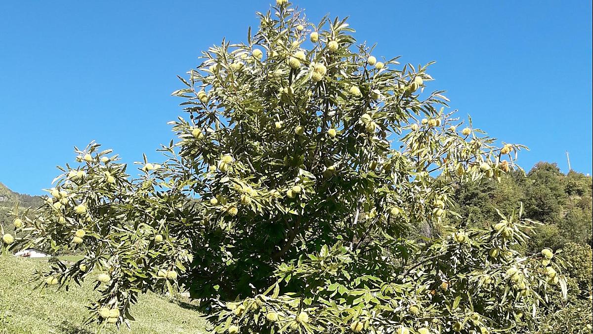 Ottobre è tempo di castagne