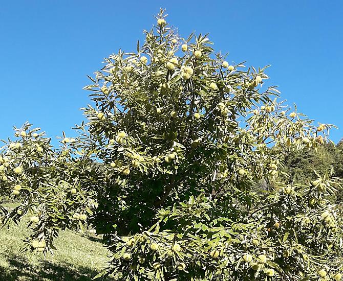 Ottobre è tempo di castagne