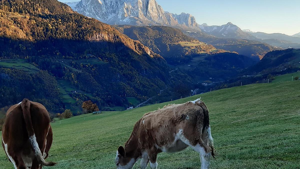 Il pascolo autunnale dei giovani bovini