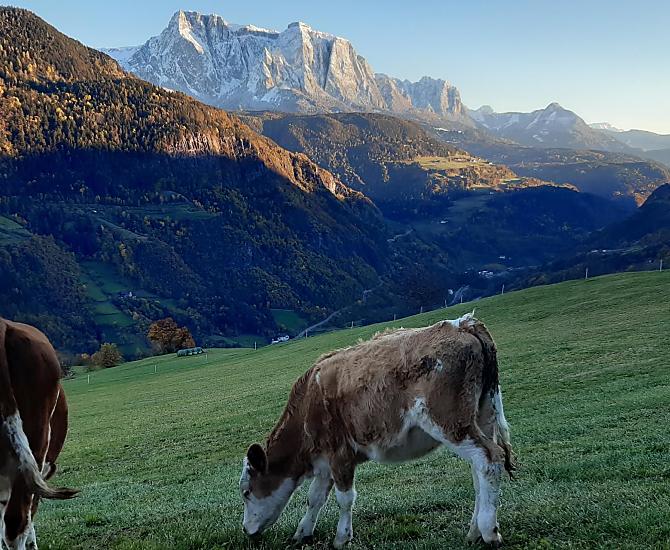 Il pascolo autunnale dei giovani bovini