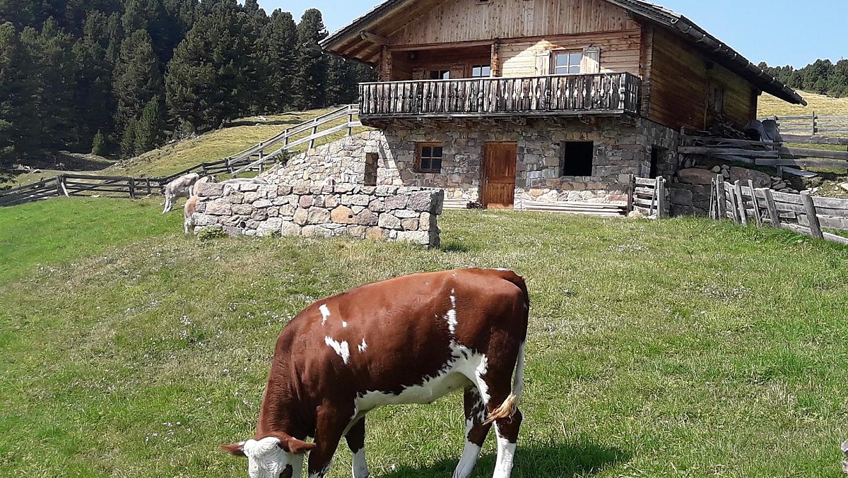 Alla malga
