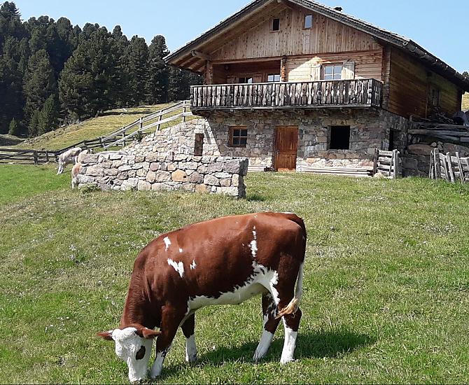 Alla malga