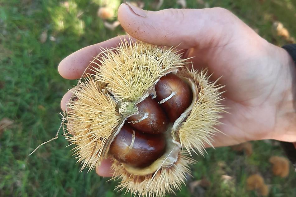 Se il raccolto è buono, tutto è a posto
