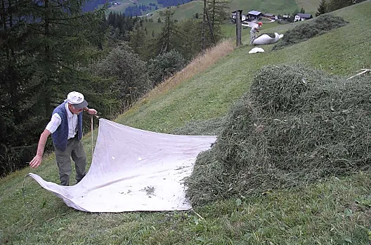 In estate, la raccolta del fieno è il lavoro principale. Ogni agricoltore svolge il suo lavoro con diligenza e con gioia.