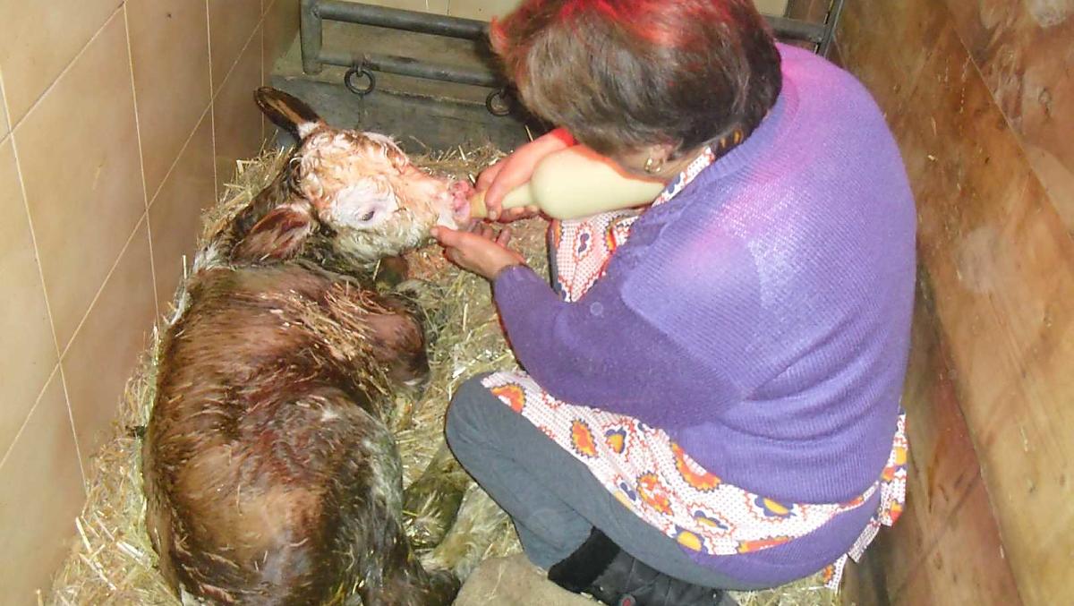Nonna Maria nutre il cucciolo. È un evento indimenticabile ogni volta che nasce un vitello.