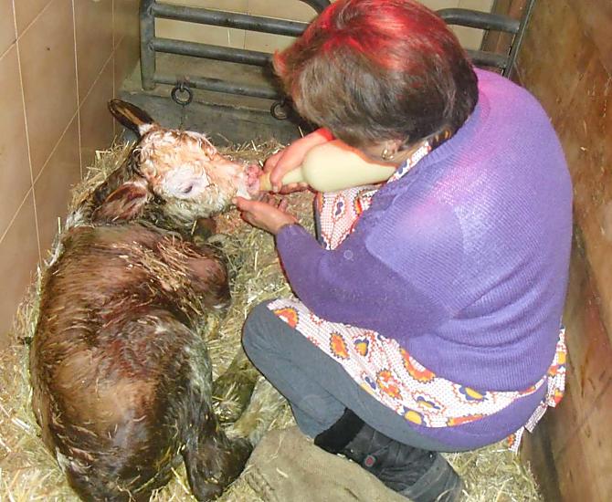 Nonna Maria nutre il cucciolo. È un evento indimenticabile ogni volta che nasce un vitello.
