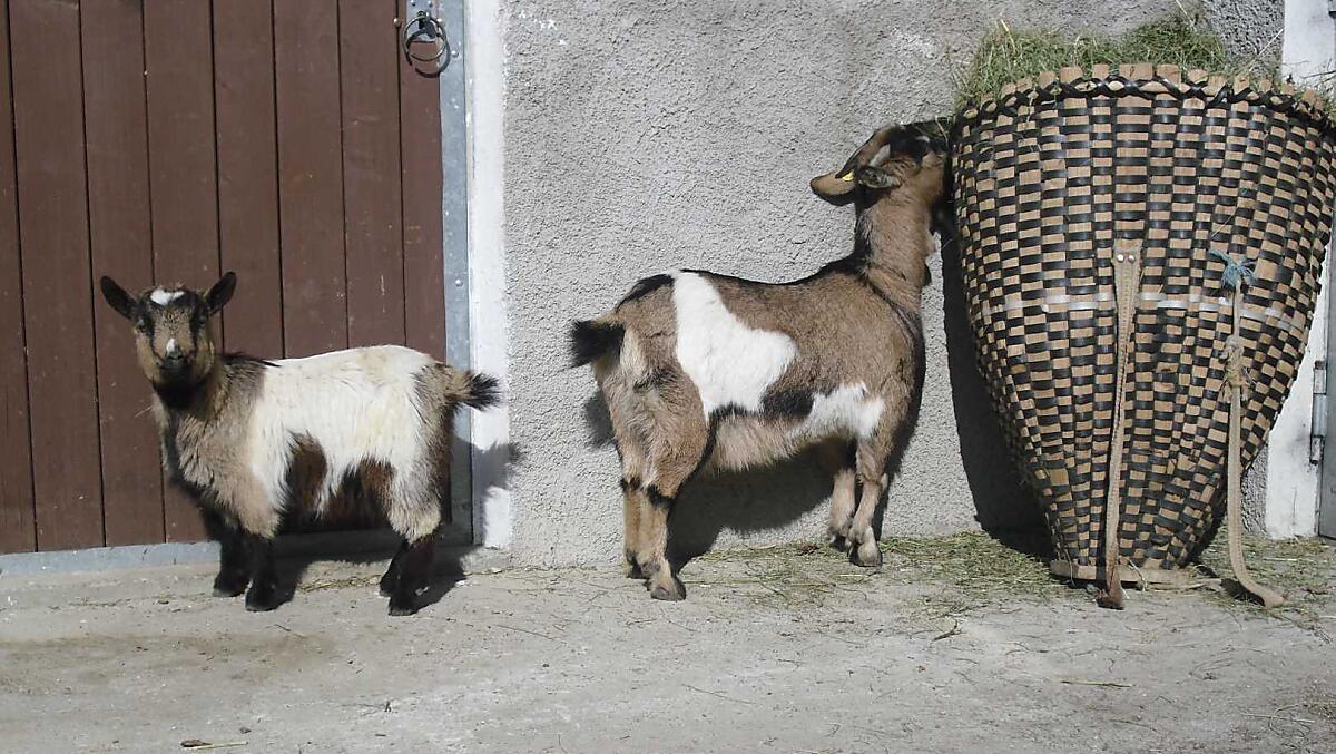 Le nostre capre pigmee a misura di bambino, sempre felici di ricevere la visita dei bambini.