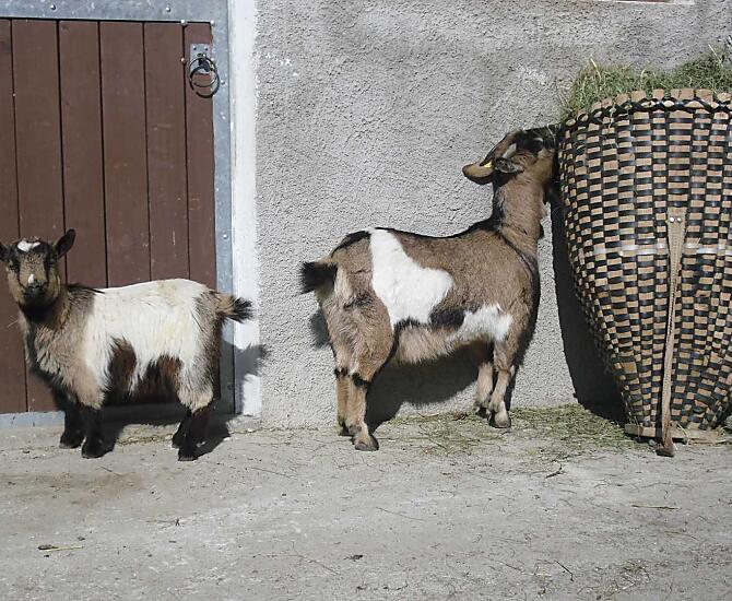 Le nostre capre pigmee a misura di bambino, sempre felici di ricevere la visita dei bambini.