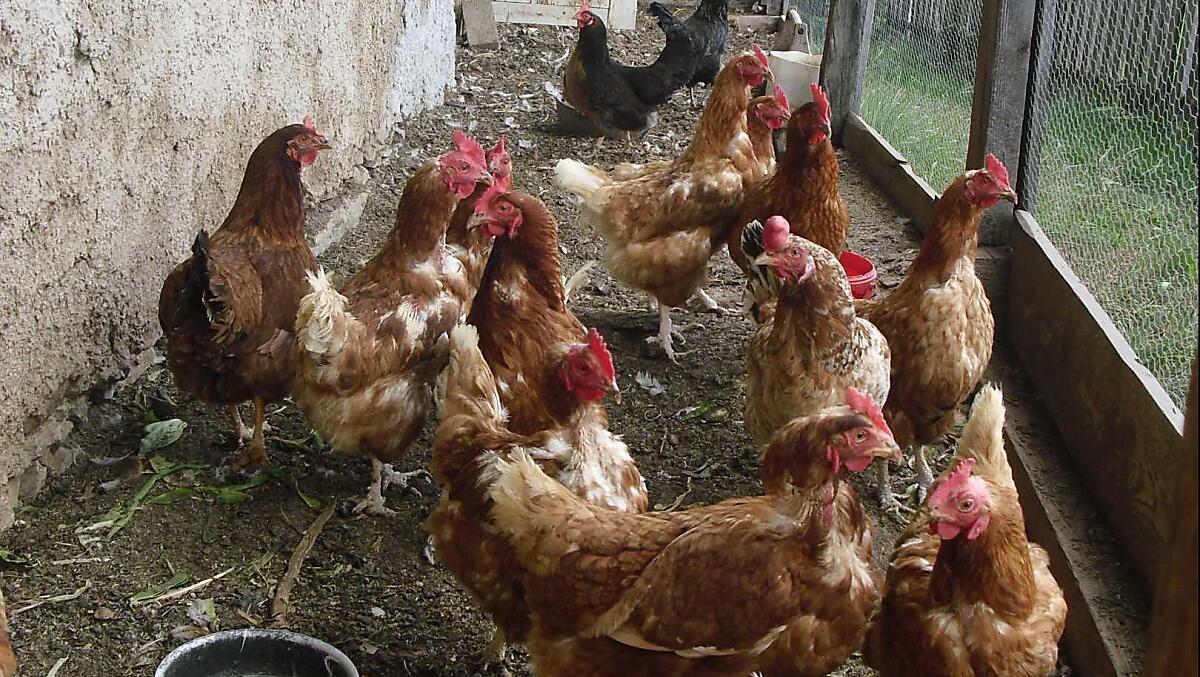 Le nostre laboriose galline che ogni giorno depongono uova fresche per i nostri ospiti. Godetevi le uova fresche con una buona colazione.