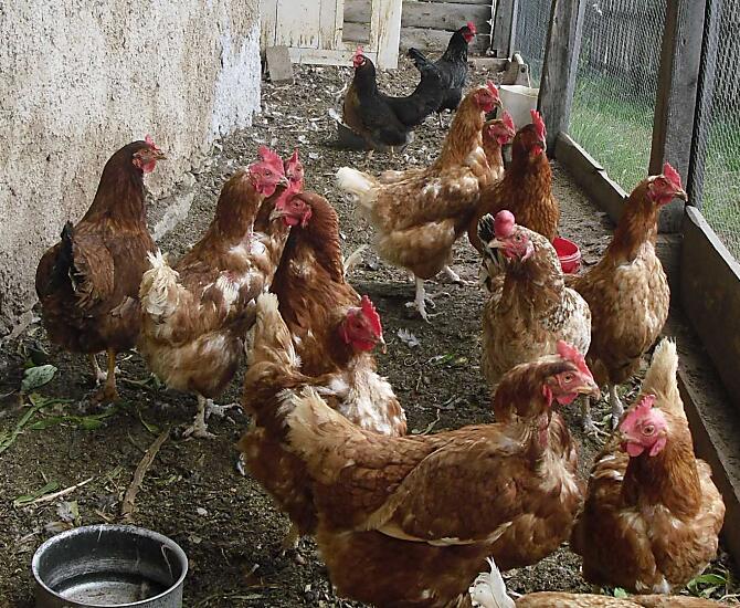 Le nostre laboriose galline che ogni giorno depongono uova fresche per i nostri ospiti. Godetevi le uova fresche con una buona colazione.