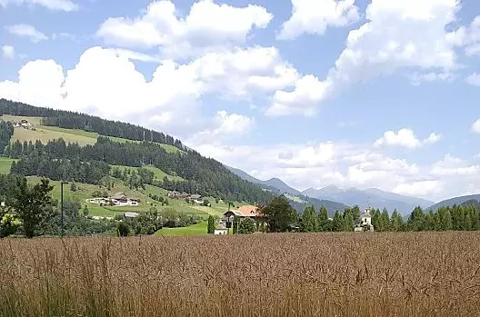 Campo di farro con vista panoramica