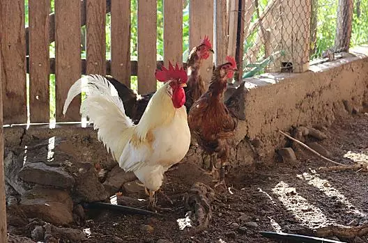 Il nostro gallo con le sue galline.