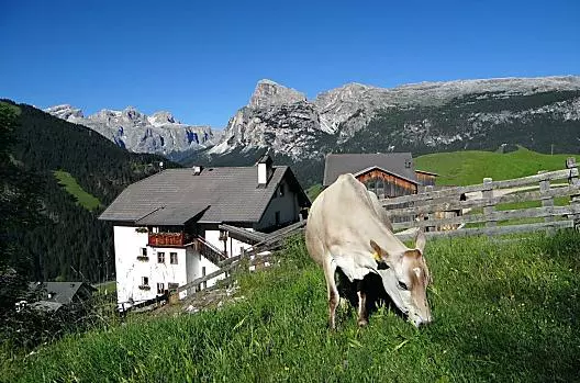 Il maso è specializzato nell'allevamento di bovini da latte.