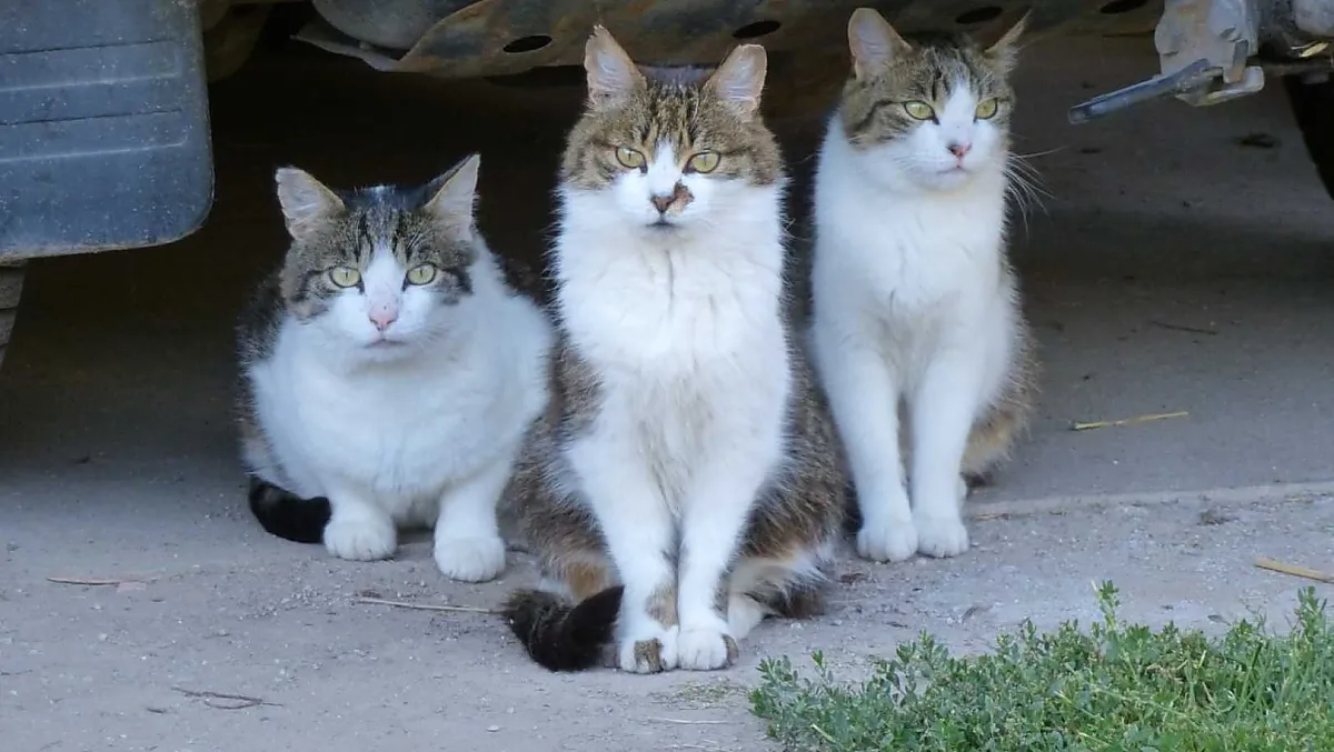 I nostri gatti