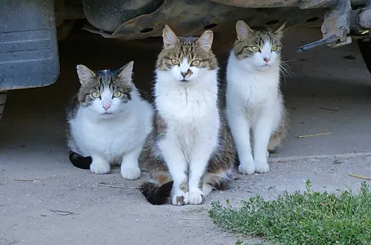 I nostri gatti