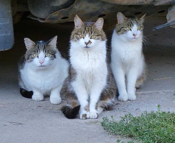 I nostri gatti
