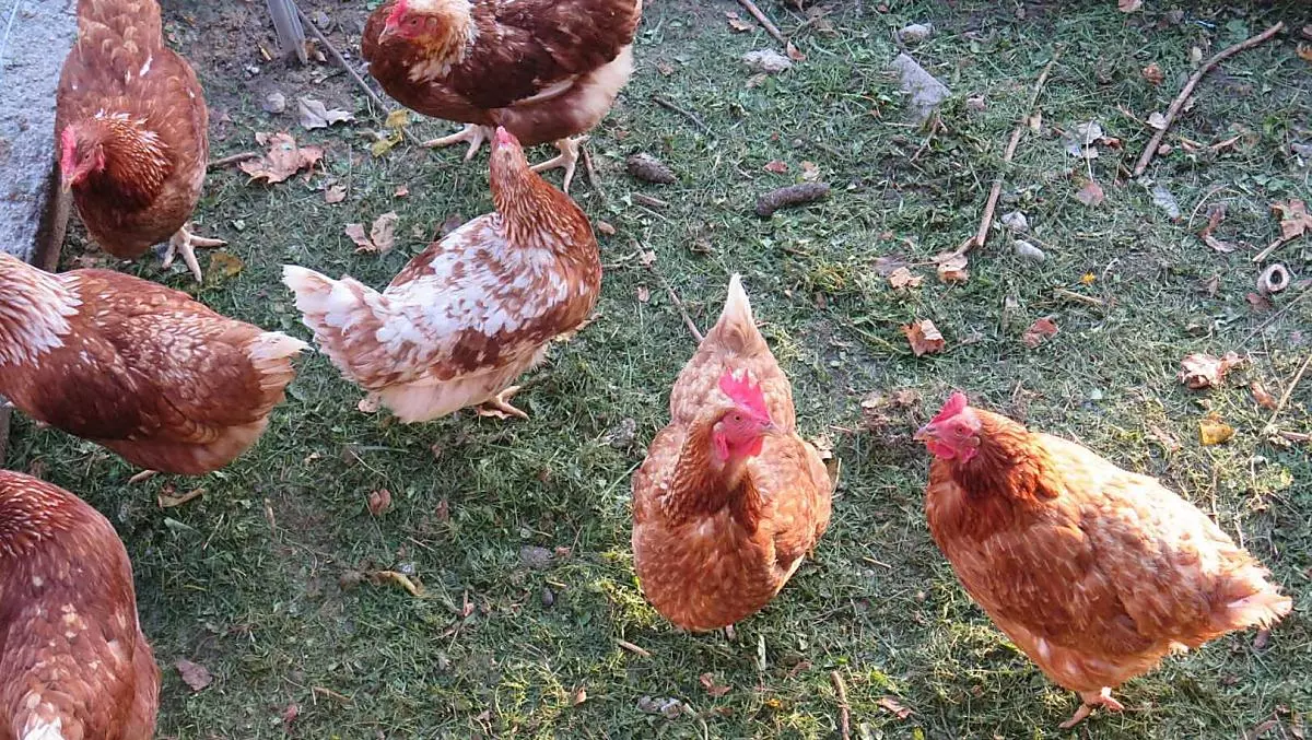 Le nostre galline: fanno un uovo al giorno e, a volte, due la domenica.