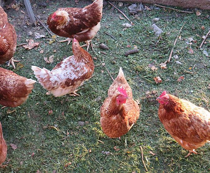 Le nostre galline: fanno un uovo al giorno e, a volte, due la domenica.