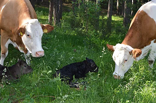 Il Weberhof è un'azienda agricola biologica in cui si allevano bovini Simmental e Wagyur per la produzione e l'allevamento di carne.