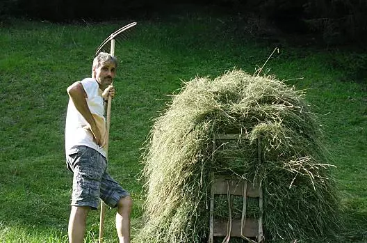 La fienagione come ai vecchi tempi