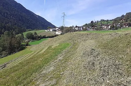 Durante la raccolta del fieno...