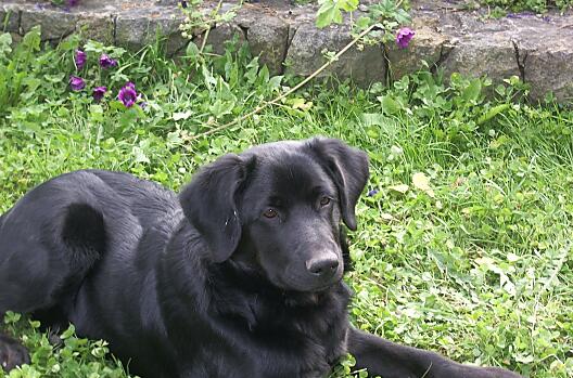 Rolfi, il cane del maso