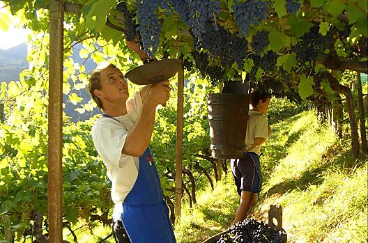 Vendemmia autunnale