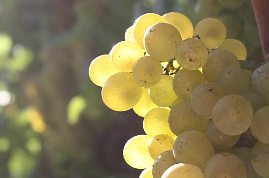 Uva Pinot bianco del nostro vigneto