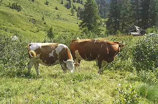 Animali in malga