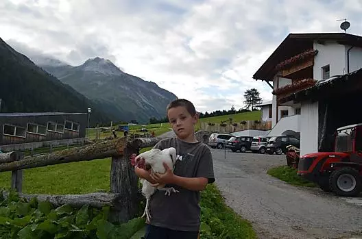 La gallina si diverte ad essere accarezzata