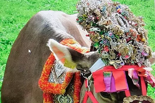 L'orgoglio di ogni contadino: una campana con una cinghia elaboratamente ricamata e una corona che anche la mucca porta con fierezza. 