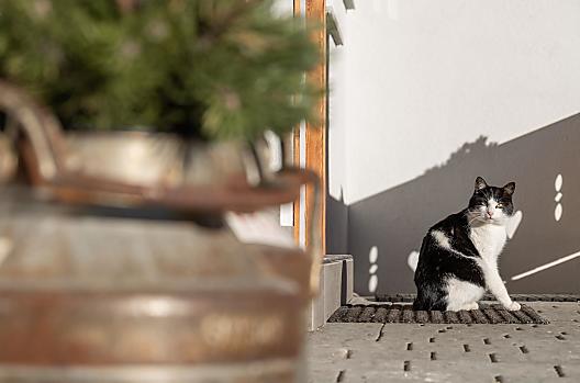 Il nostro gatto si gode il sole invernale