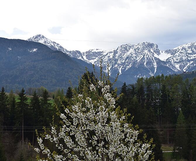 Ciliegio in fiore