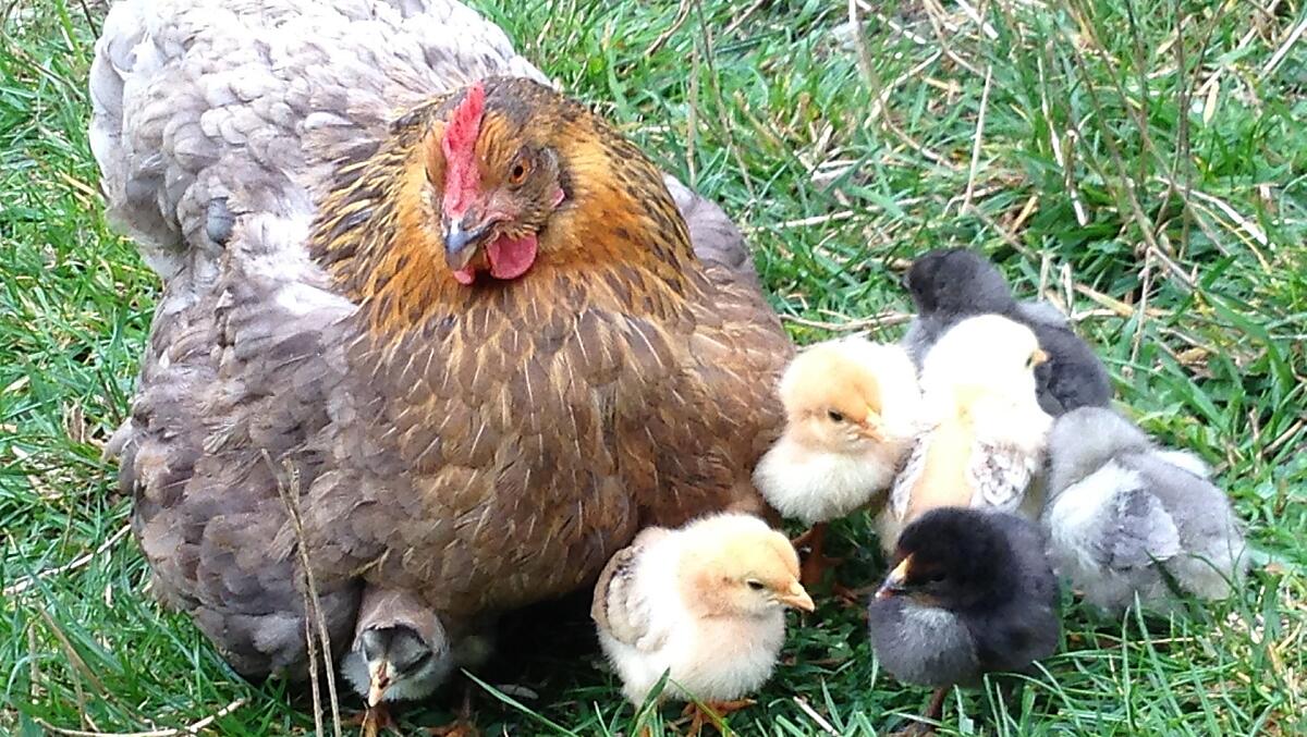 Una mamma orgogliosa