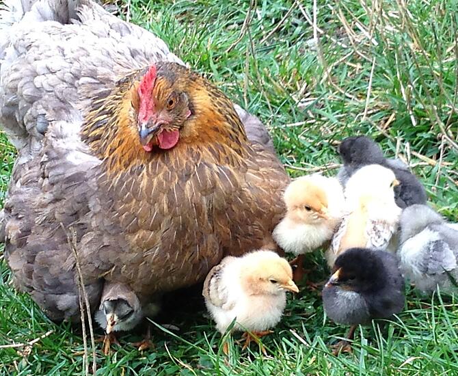 Una mamma orgogliosa