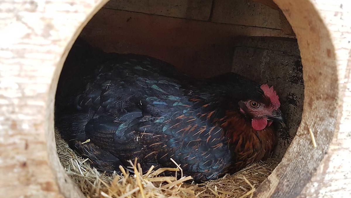 La nostra gallina che depone le uova