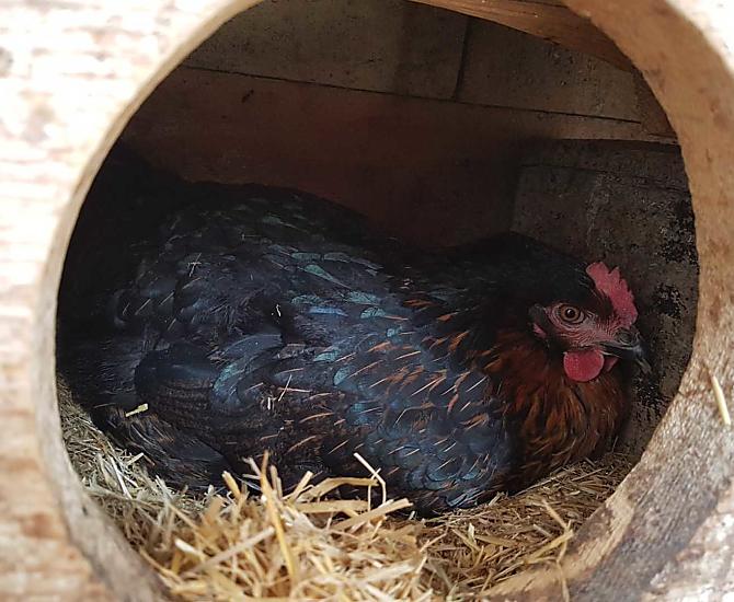 La nostra gallina che depone le uova