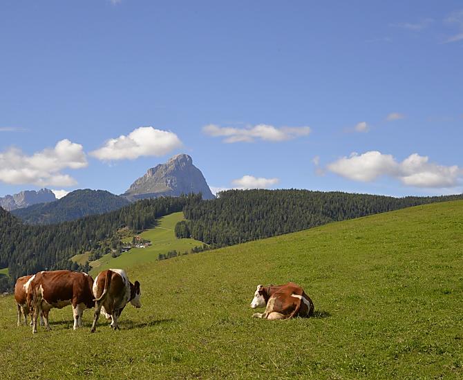 Le nostre mucche al pascolo estivo