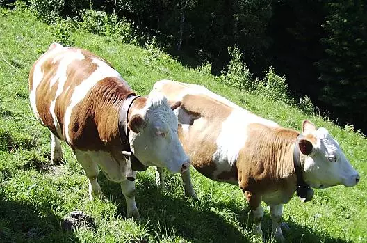Mucche al pascolo