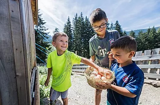 Le galline sono impegnate a deporre le uova