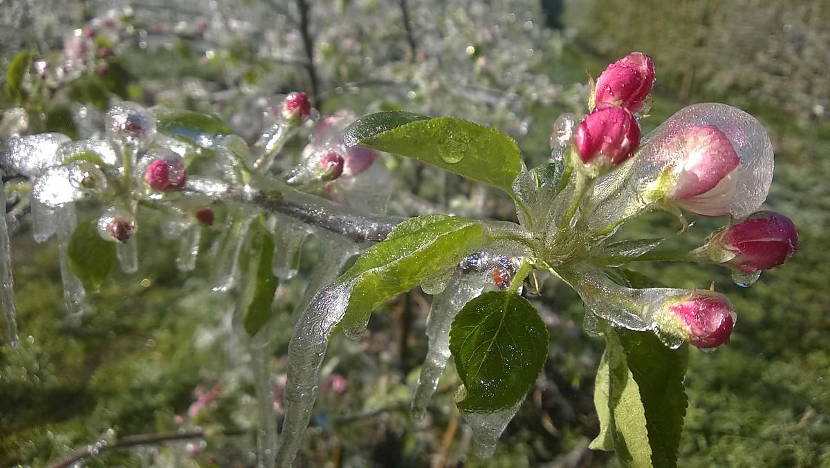 Proteggiamo i fiori dei meli dal gelo con il ghiaccio.