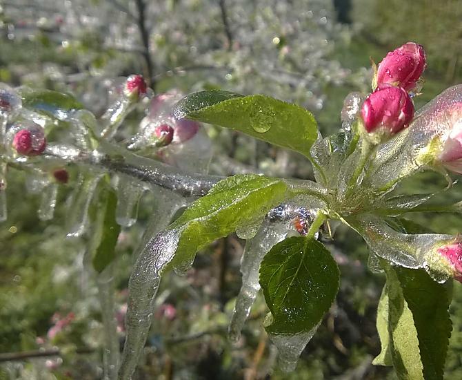 Proteggiamo i fiori dei meli dal gelo con il ghiaccio.
