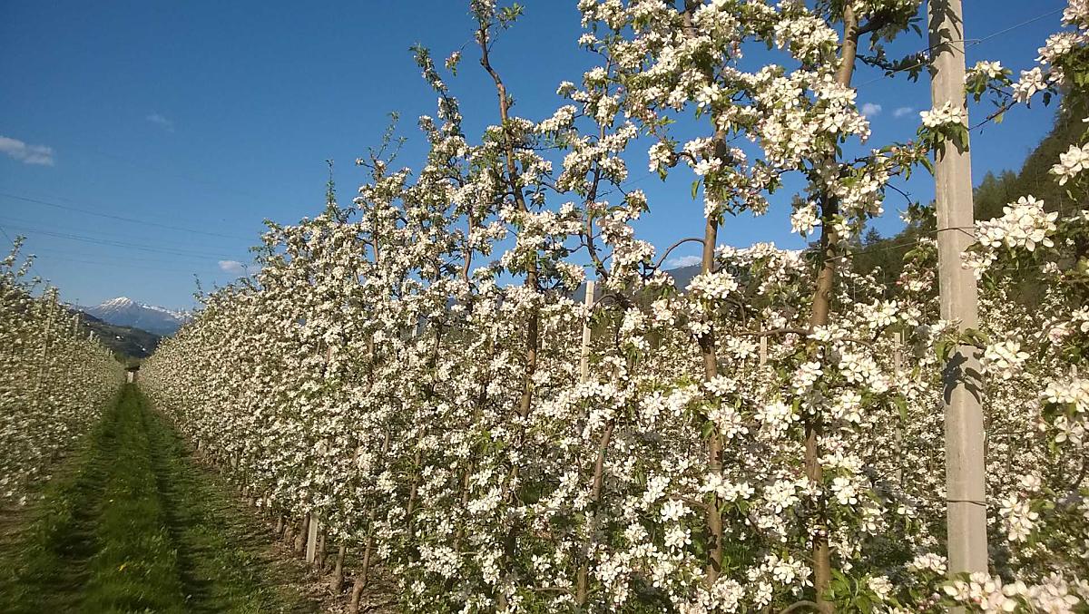 Il nostro melo in fiore