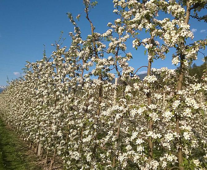 Il nostro melo in fiore