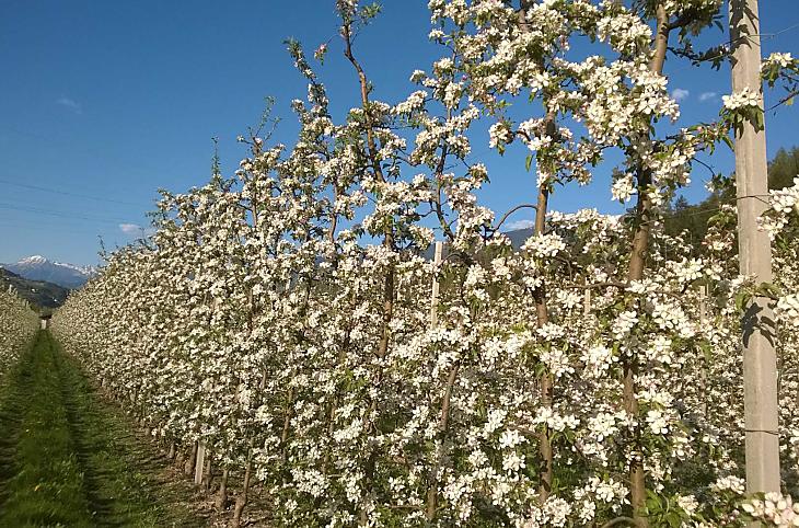 Il nostro melo in fiore